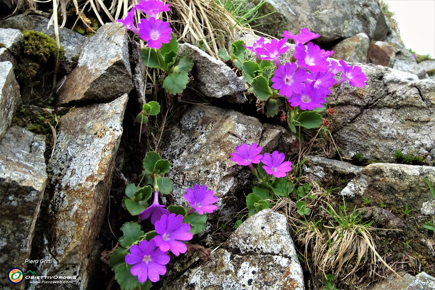 59 Primula irsuta (Primula Hirsuta) alla Bocchetta Triomen.JPG